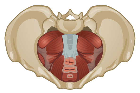 Guest Post: Rib cage position, breathing and your pelvic floor
